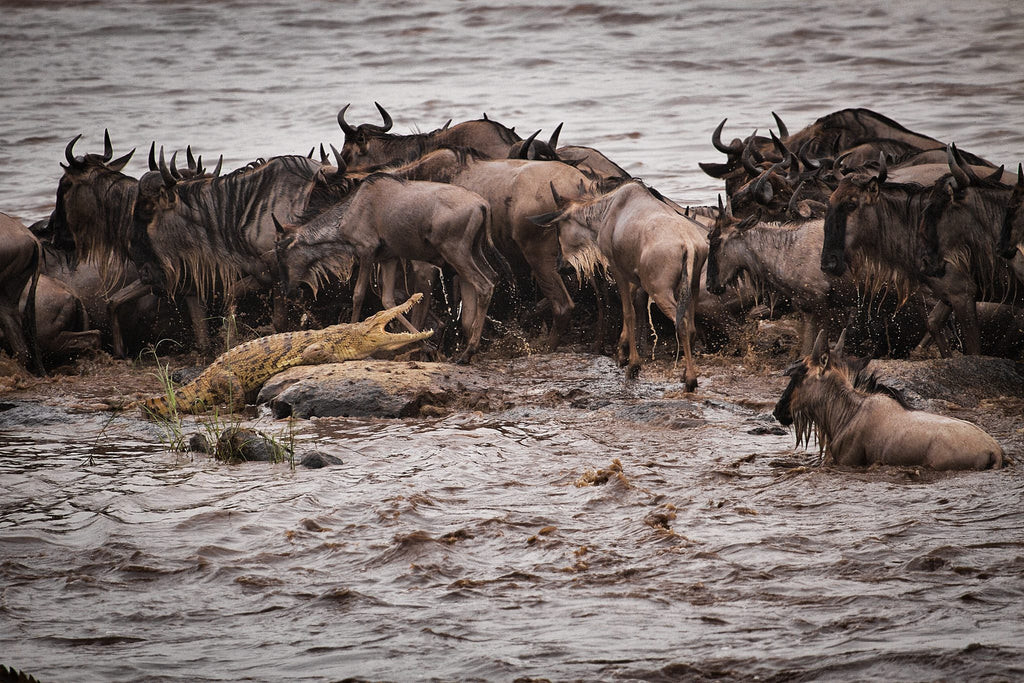Game Drives 