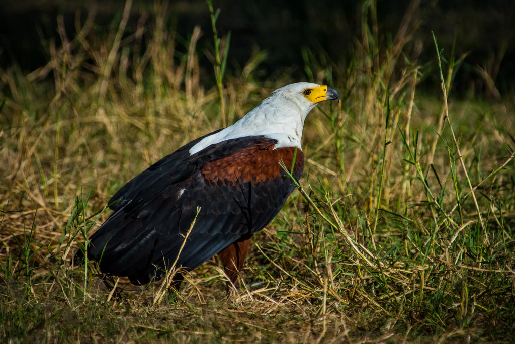 Fish Eagle at Mopiri, Okavango Panhandle, Botswana.