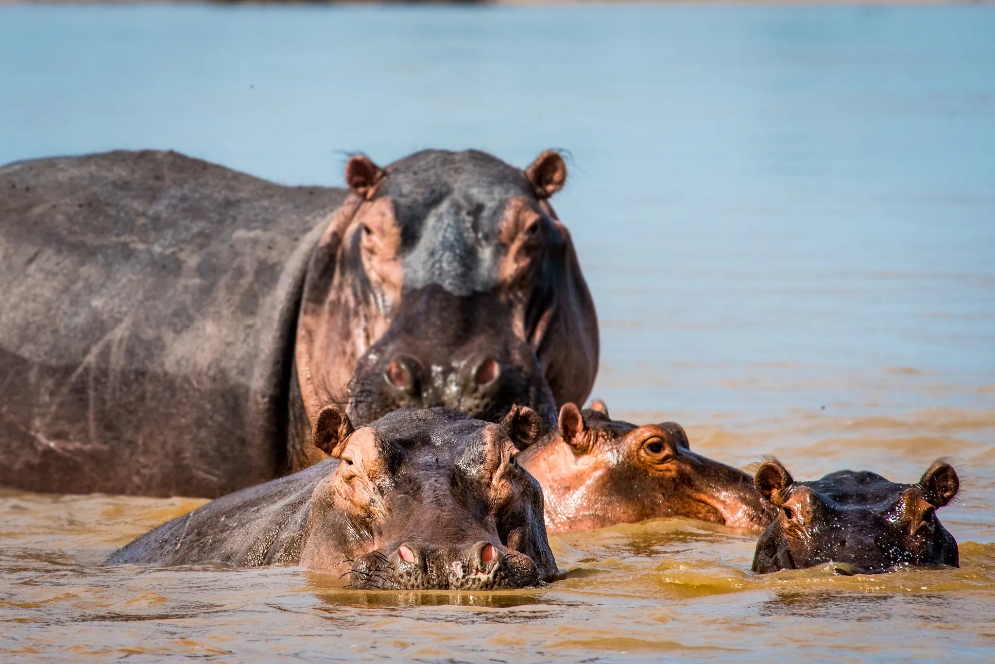 Hippo at Mopiri, Okavango Panhandle, Botswana.