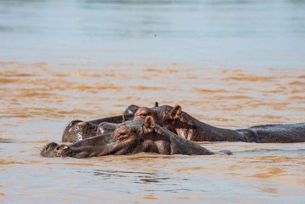 Hippo at Mopiri, Okavango Panhandle, Botswana.