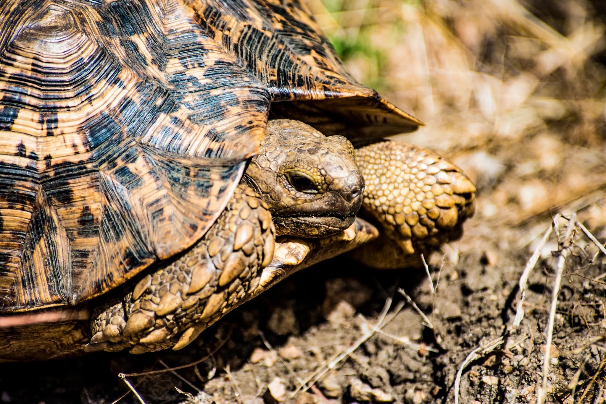 Leopard tortoise at Mopiri, Okavango Panhandle, Botswana.