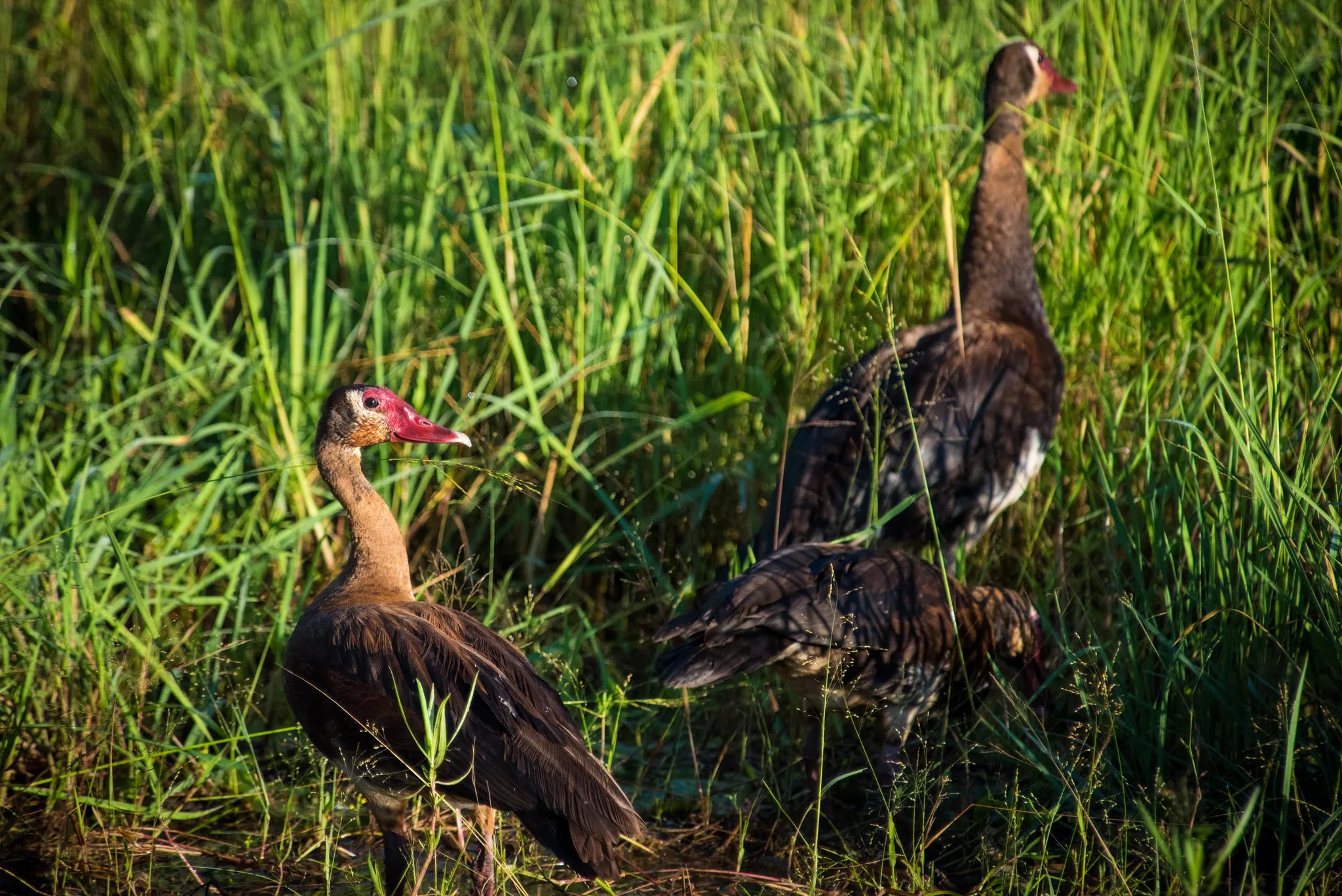 Spur-winged geese at Mopiri, Okavango Panhandle, Botswana.