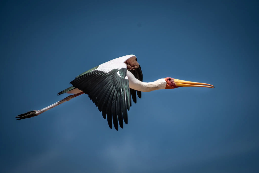 Yellow billed stork at Mopiri, Okavango Panhandle, Botswana.