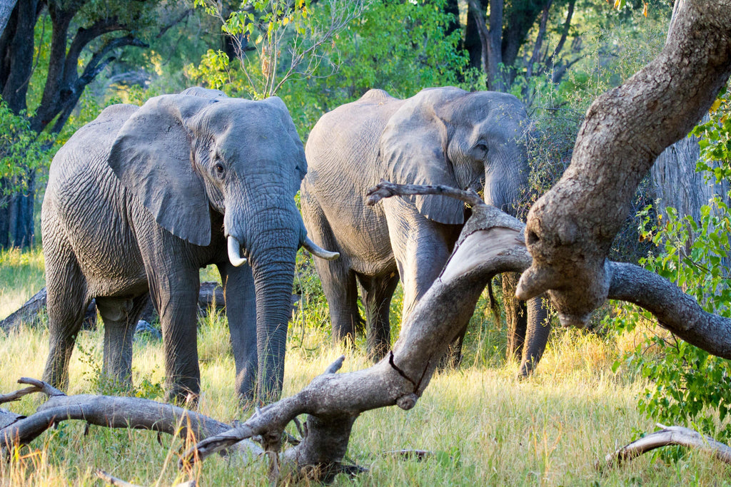 Camp Moremi game drives gallery image 3