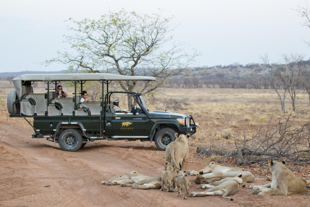 Anderssons at Ongava - Game drives on Ongava Game Reserve gallery image 2