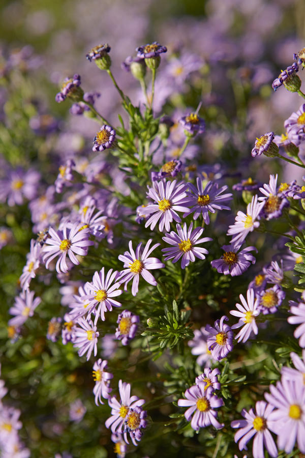 Fynbos Sunset Walks on Table Mountain gallery image 4