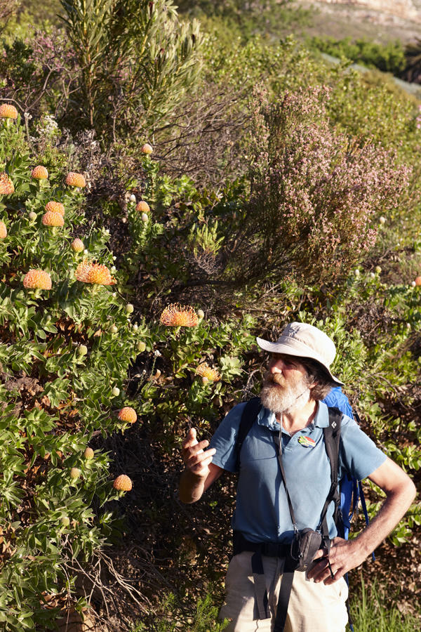 Fynbos Sunset Walks on Table Mountain gallery image 6