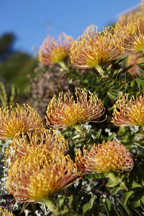 Fynbos Sunset Walks on Table Mountain gallery image 5