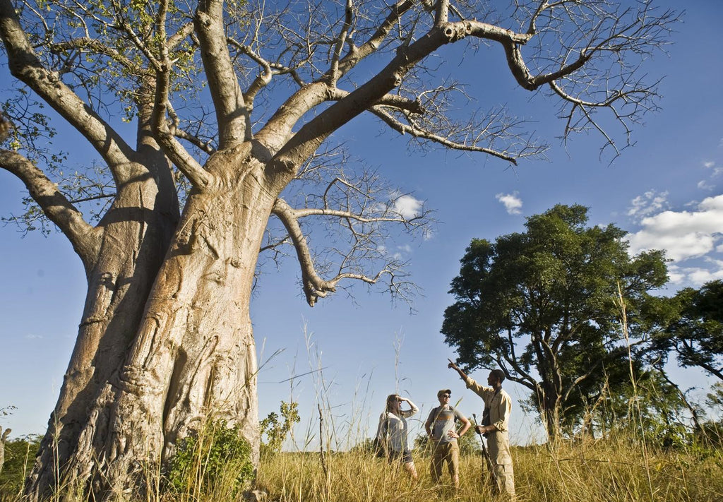 Walking Safaris gallery image 3