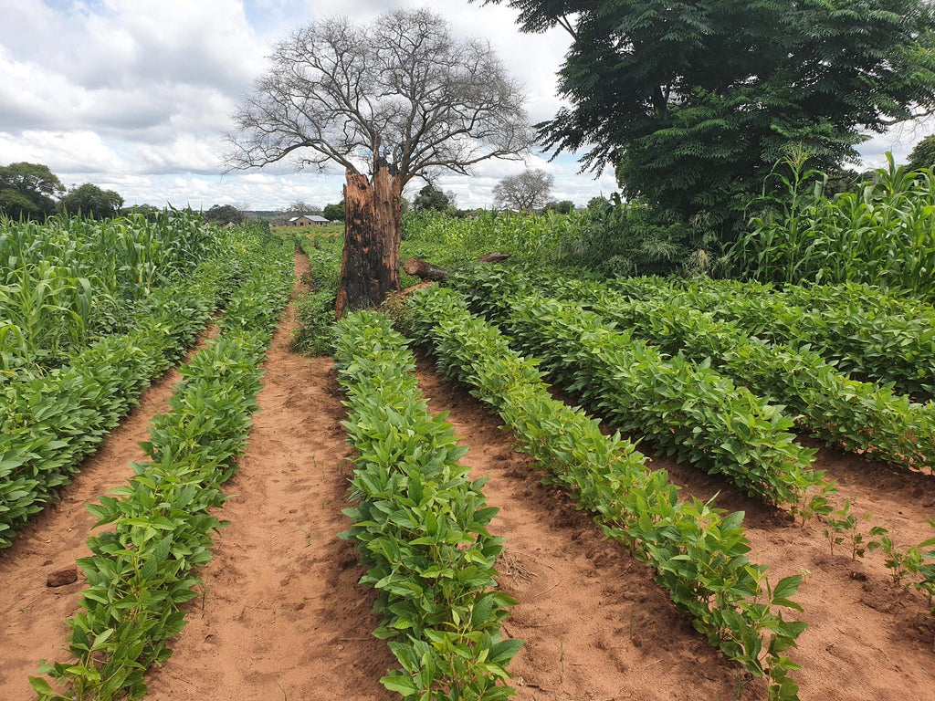 Visit the Mukuni Community Farm gallery image 6