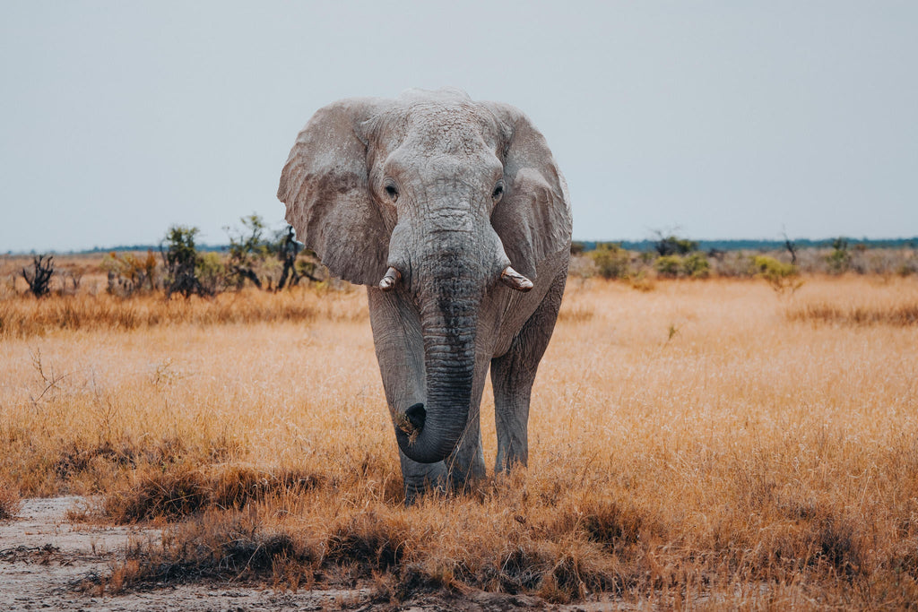 Etosha National Park Game Drive gallery image 1
