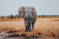 Etosha National Park Game Drive gallery image 1