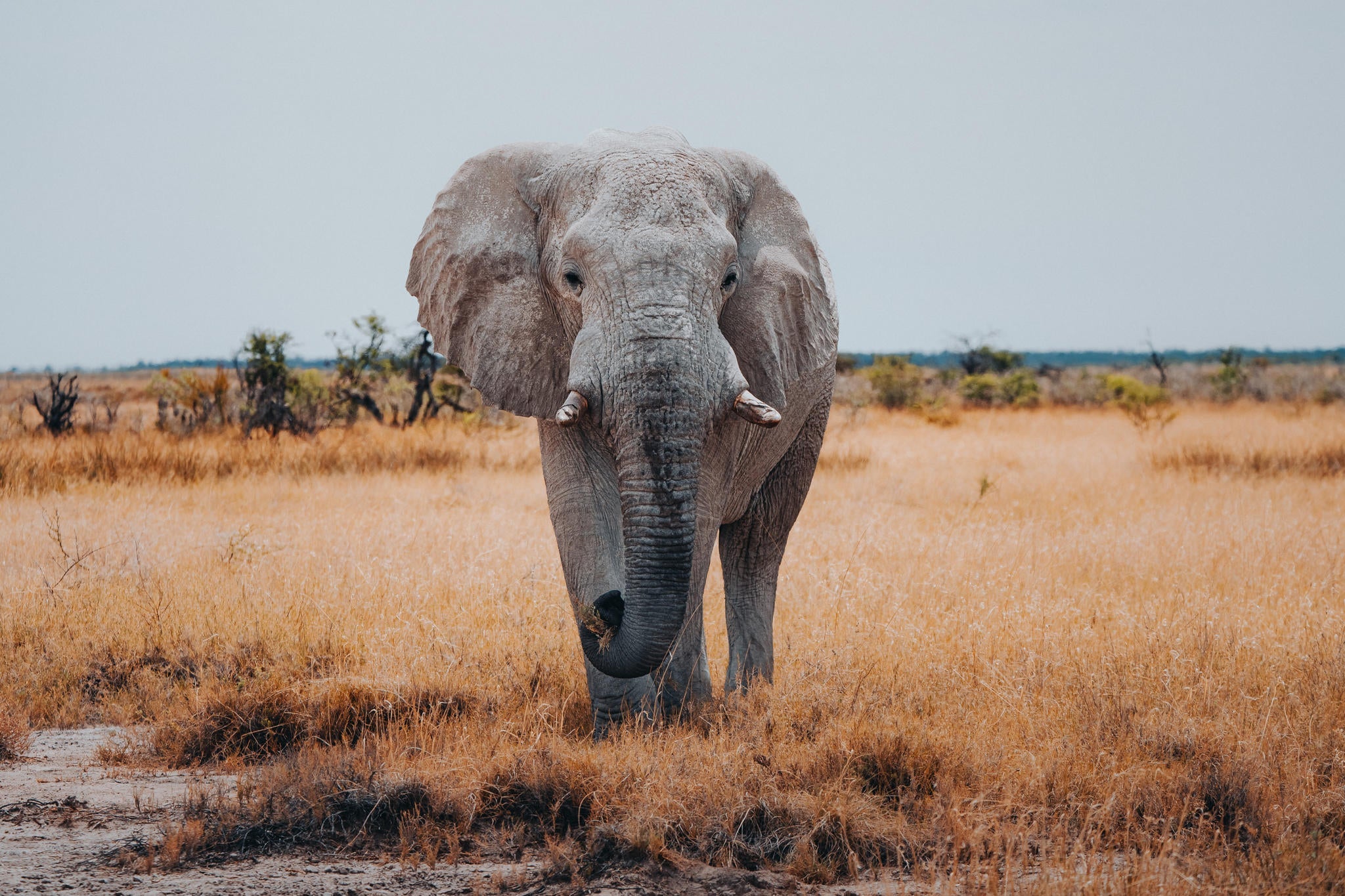 Etosha National Park Game Drive