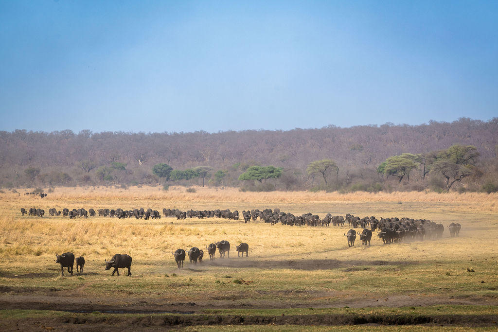 Game Drives, Safaris gallery image 10