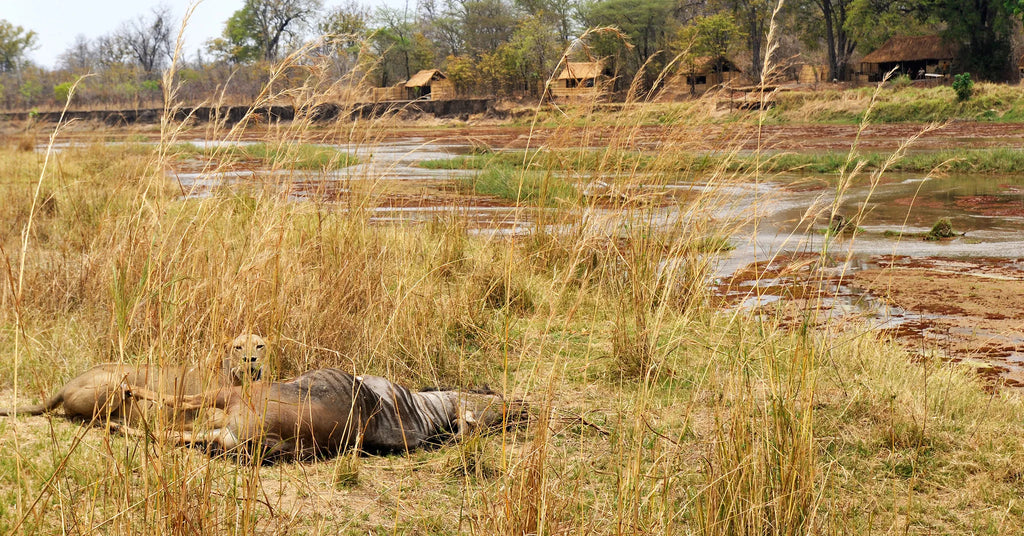Mwaleshi Camp at Mwaleshi Camp, North Luangwa National Park, Zambia.