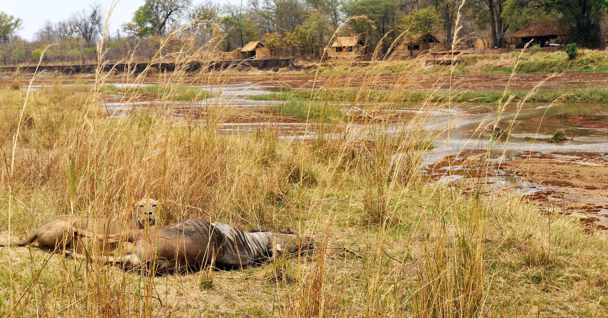 Mwaleshi Camp at Mwaleshi Camp, North Luangwa National Park, Zambia.