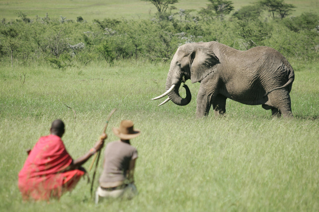 Walking Safaris  gallery image 2