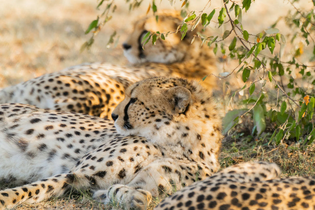 Naboisho Camp - Cheetahs relaxing under a tree at Naboisho, Mara Naboisho Conservancy, Kenya.