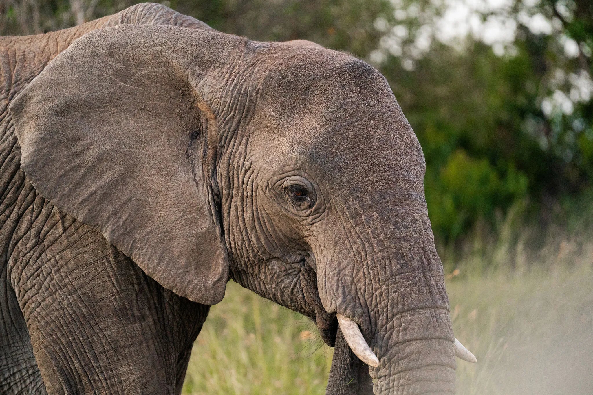Naboisho Camp - Close encounter with an elephant at Naboisho, Mara Naboisho Conservancy, Kenya.