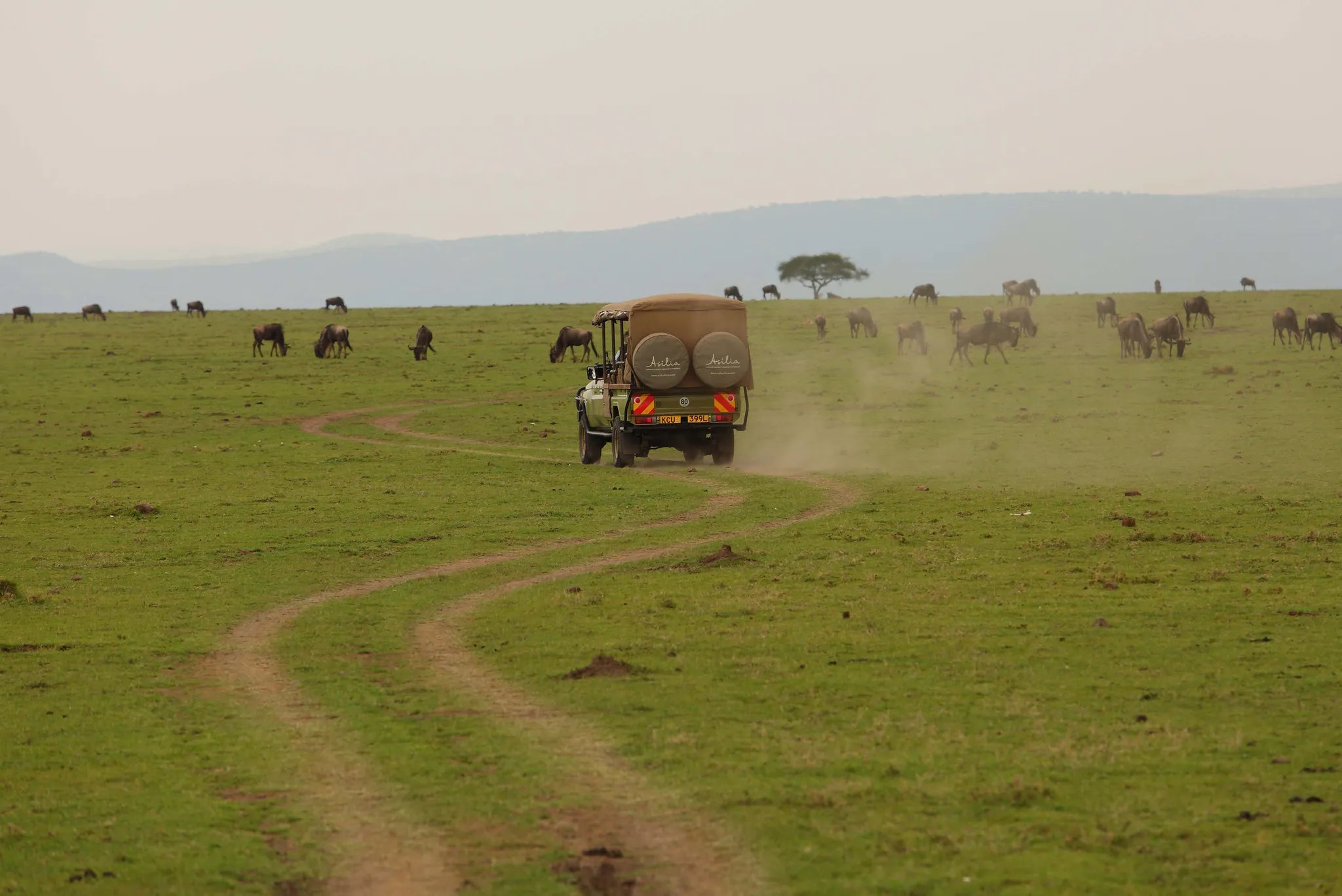 Naboisho Camp - Game Drive at Naboisho, Mara Naboisho Conservancy, Kenya.