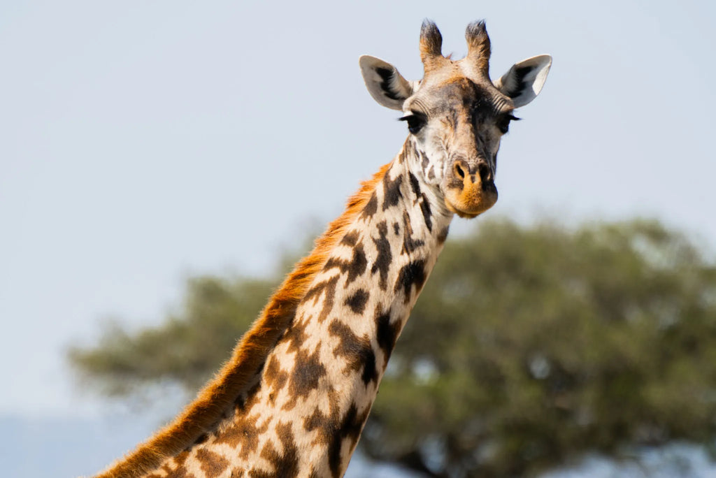Naboisho Camp - Giraffe at Naboisho, Mara Naboisho Conservancy, Kenya.