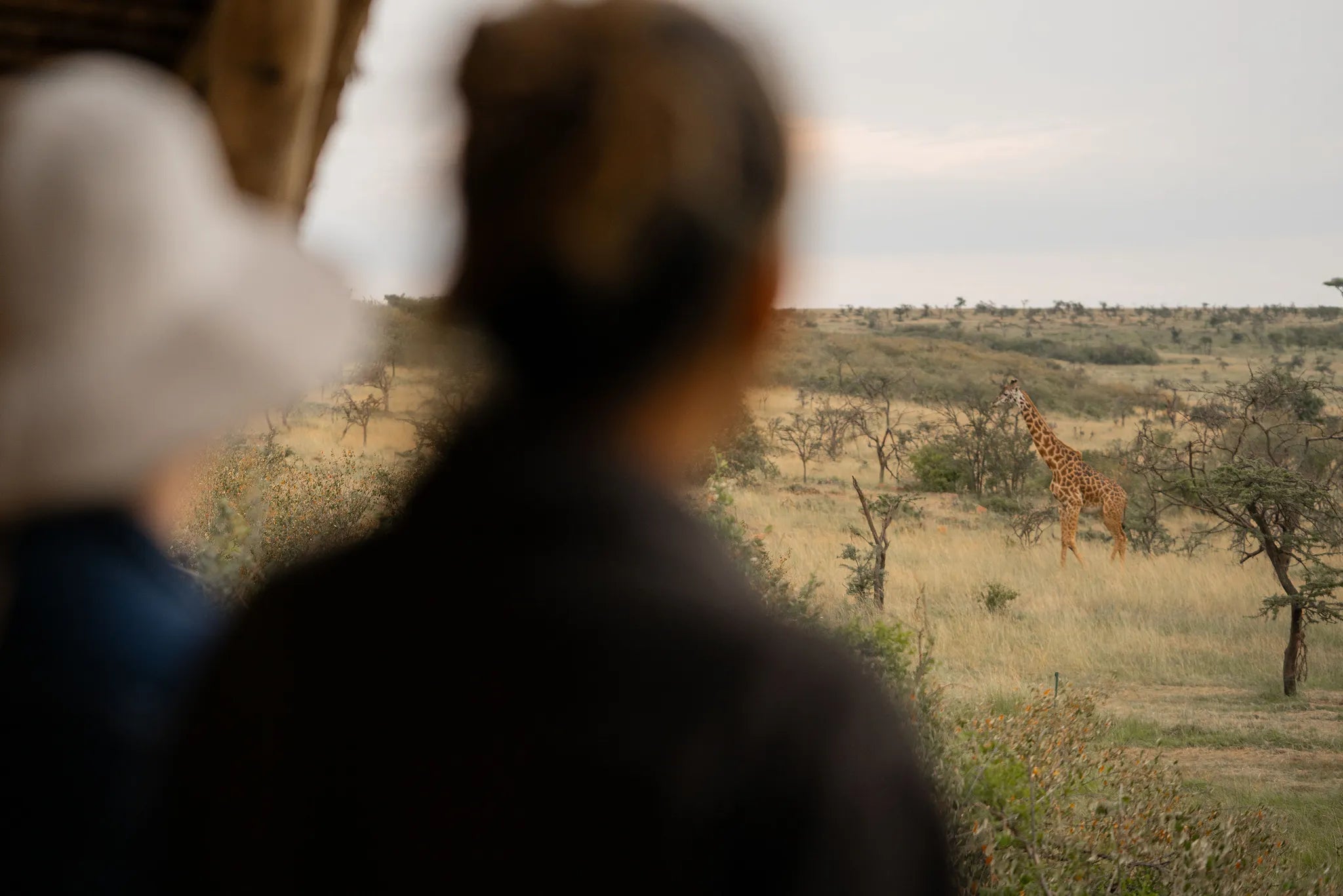 Naboisho Camp - Giraffe meandering near the family room at Naboisho, Mara Naboisho Conservancy, Kenya.