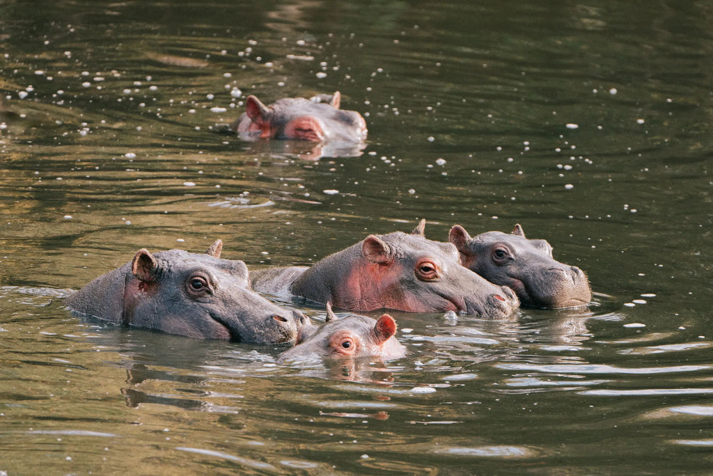 Naboisho Camp - Hippos enjoying a swim at Naboisho, Mara Naboisho Conservancy, Kenya.