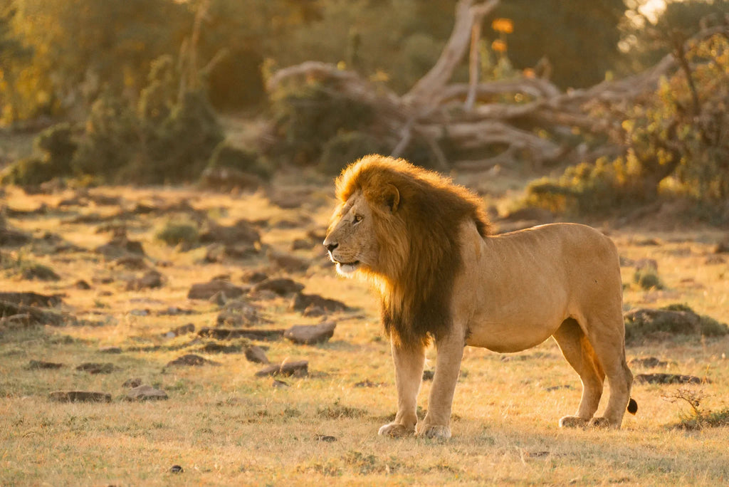 Naboisho Camp - Lion at Naboisho, Mara Naboisho Conservancy, Kenya.