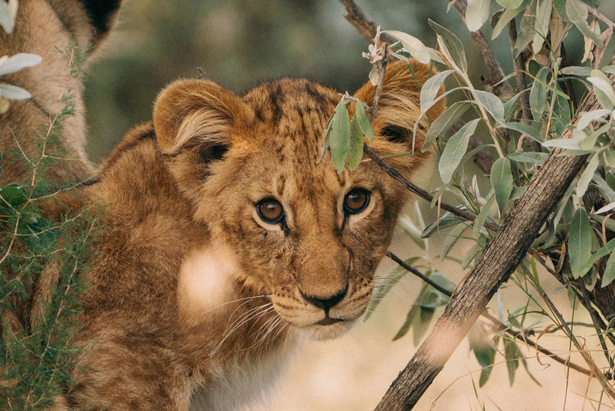 Naboisho Camp - Lion Cub at Naboisho, Mara Naboisho Conservancy, Kenya.