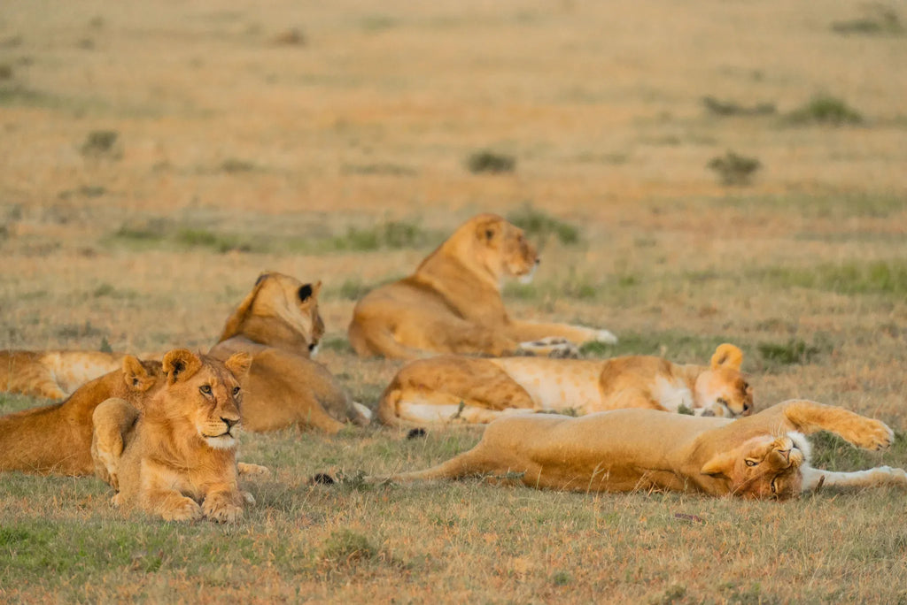 Naboisho Camp - Pride of lionesses at Naboisho, Mara Naboisho Conservancy, Kenya.