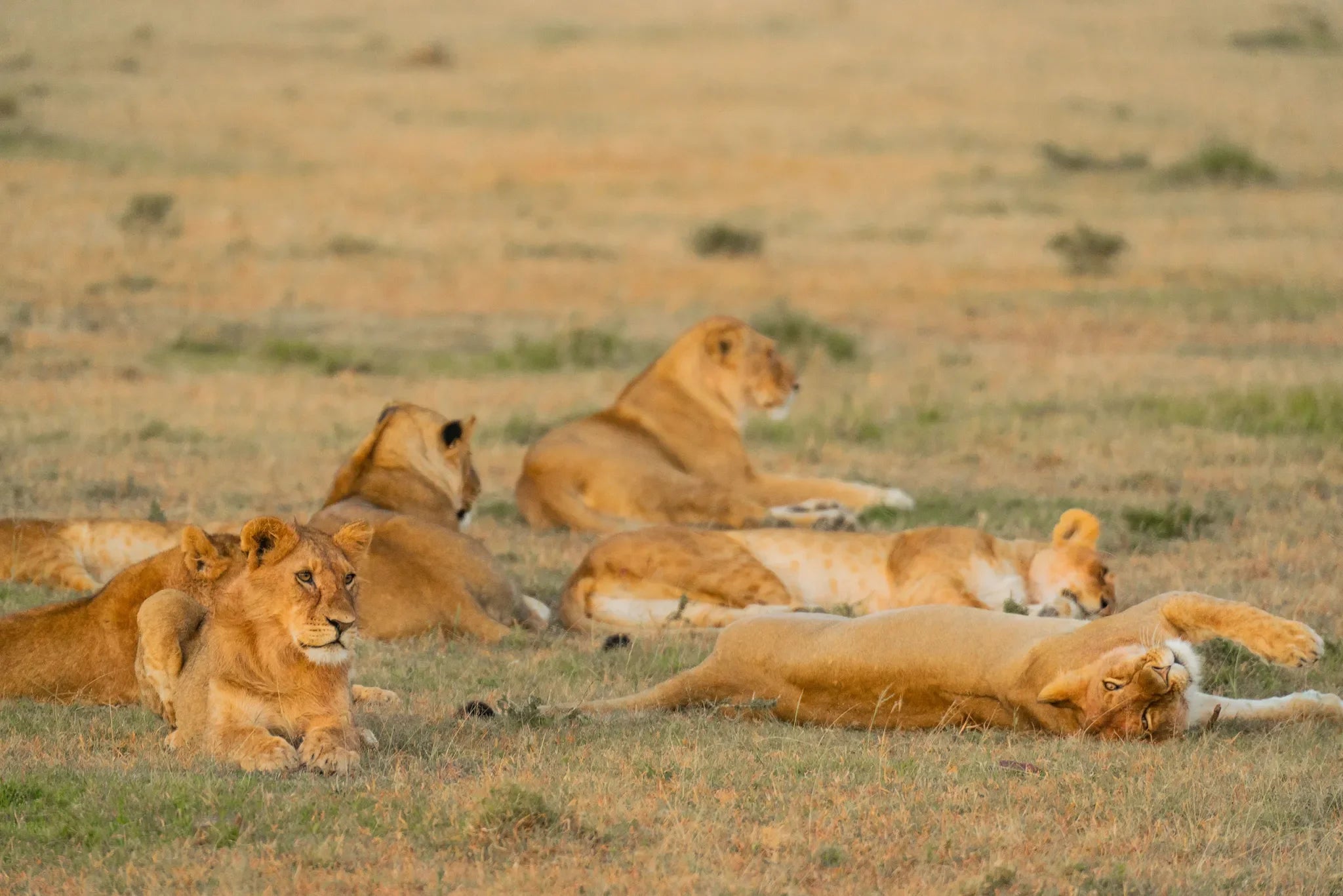 Naboisho Camp - Pride of lionesses at Naboisho, Mara Naboisho Conservancy, Kenya.