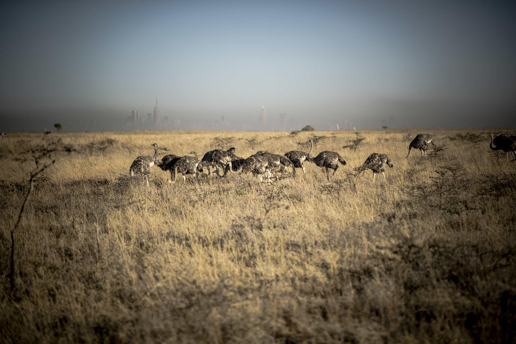 Experiences Whilst Staying at Nairobi Tented Camp gallery image 12