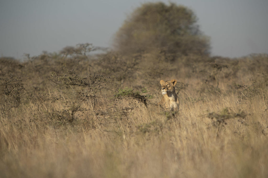 Experiences Whilst Staying at Nairobi Tented Camp gallery image 11
