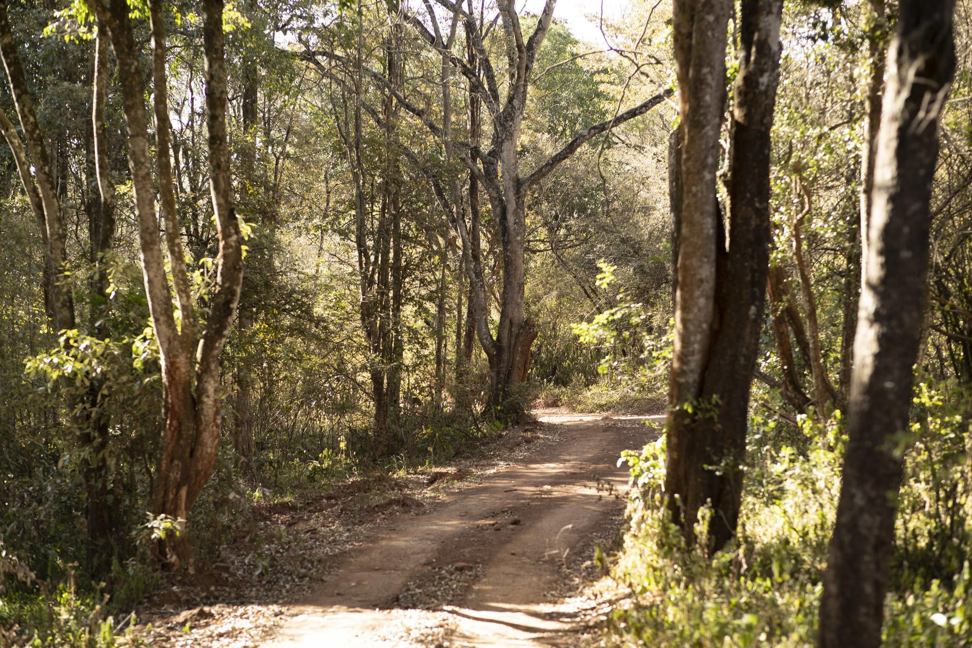Experiences Whilst Staying at Nairobi Tented Camp gallery image 13