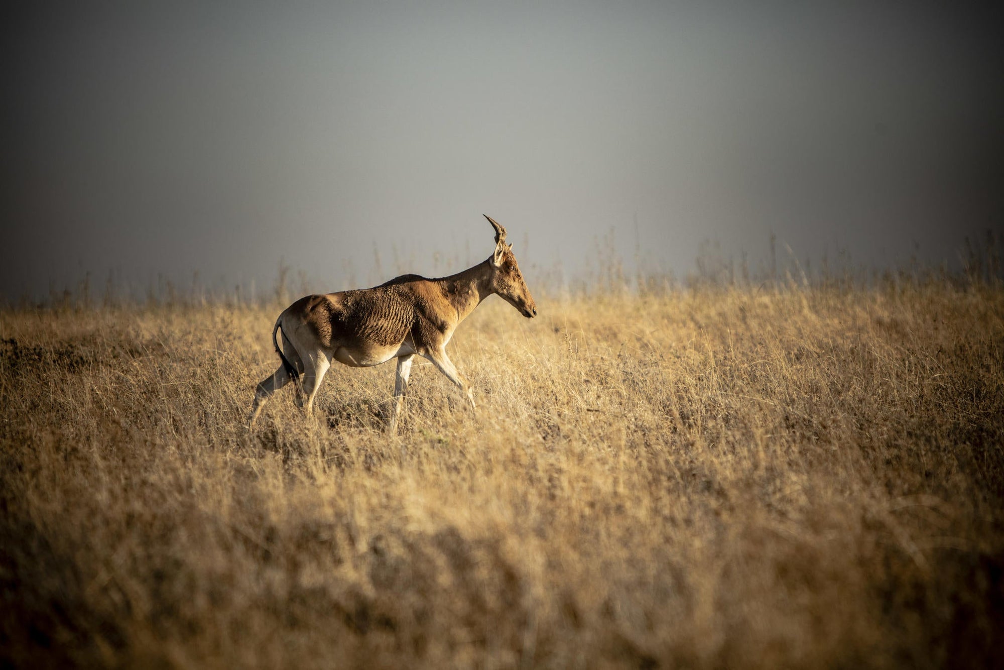 Experiences Whilst Staying at Nairobi Tented Camp gallery image 18