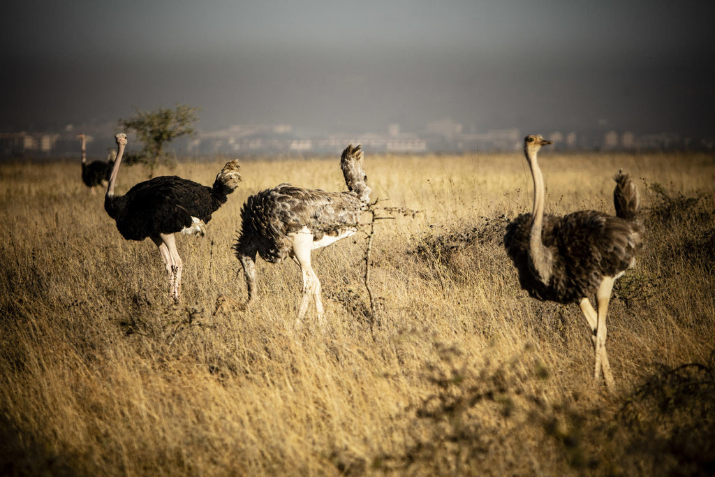 Experiences Whilst Staying at Nairobi Tented Camp gallery image 4