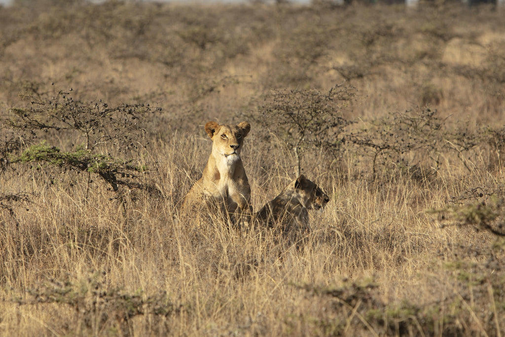 Experiences Whilst Staying at Nairobi Tented Camp gallery image 21