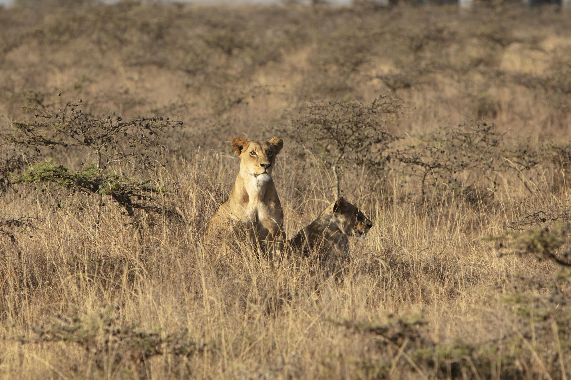 Experiences Whilst Staying at Nairobi Tented Camp gallery image 21