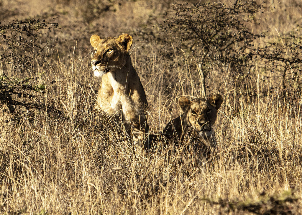 Experiences Whilst Staying at Nairobi Tented Camp gallery image 23