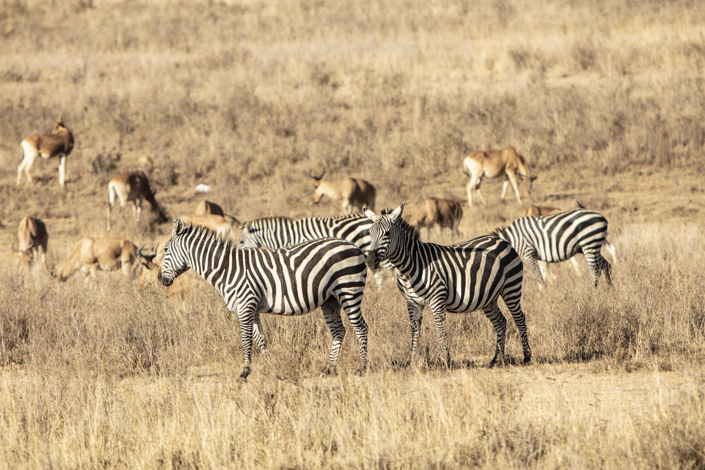 Experiences Whilst Staying at Nairobi Tented Camp gallery image 15