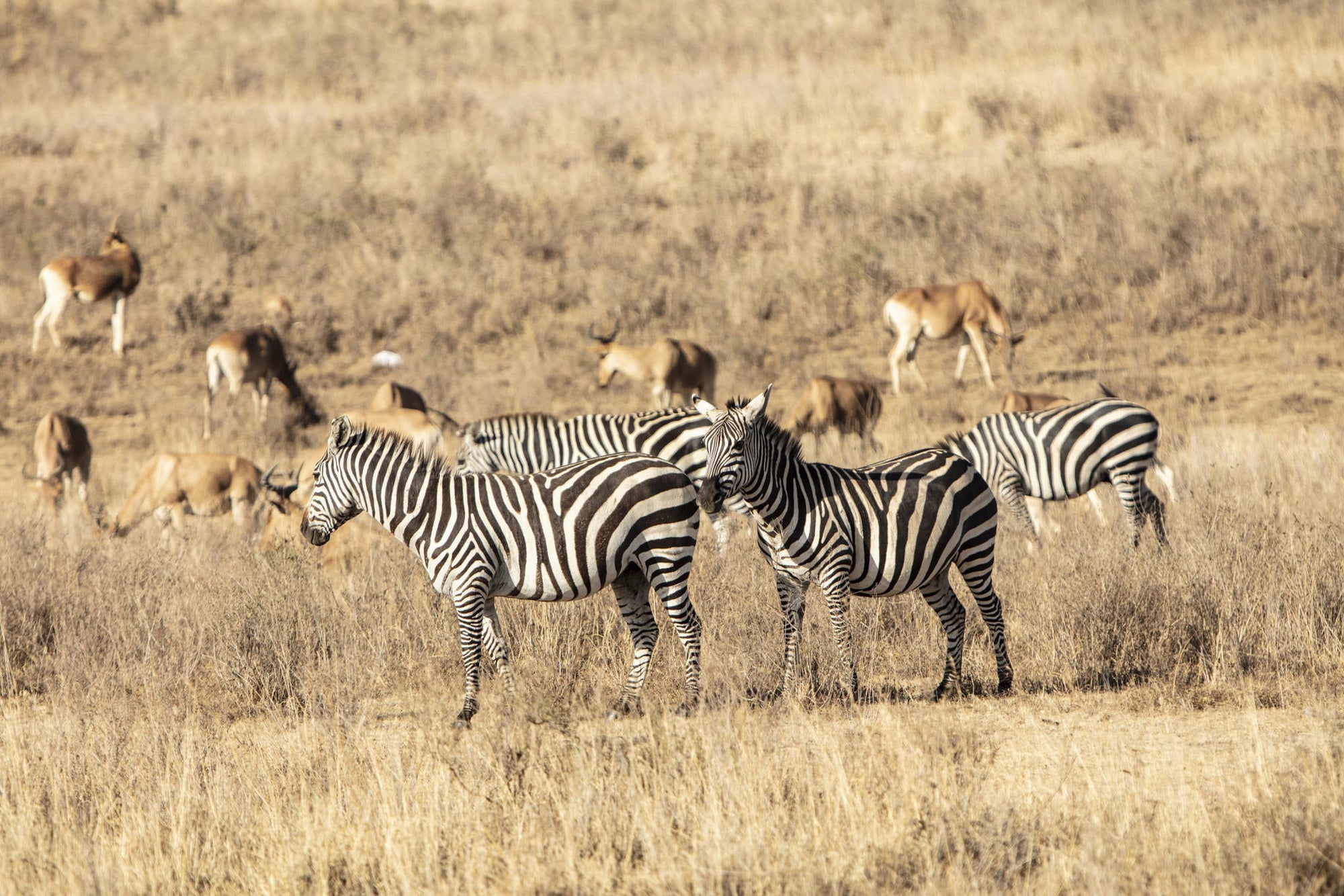Experiences Whilst Staying at Nairobi Tented Camp gallery image 15