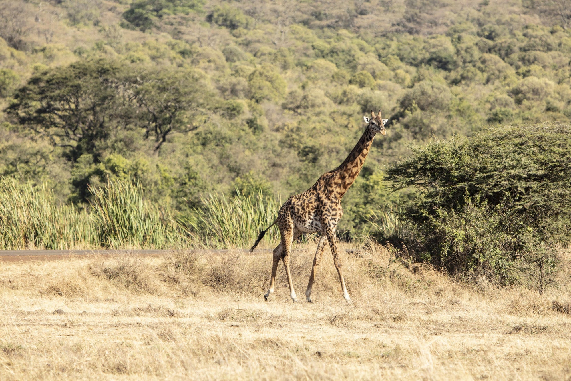 Experiences Whilst Staying at Nairobi Tented Camp gallery image 22