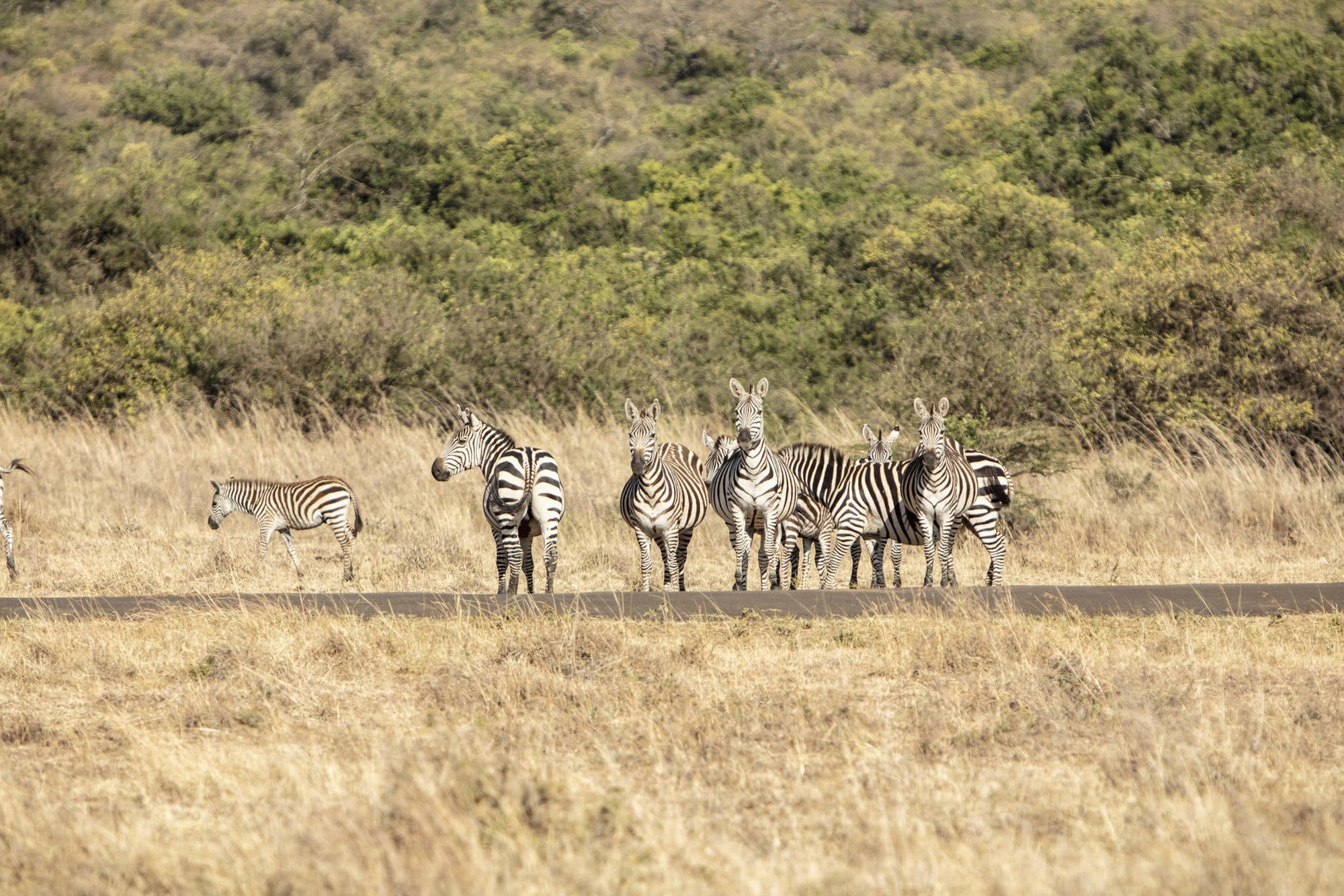 Experiences Whilst Staying at Nairobi Tented Camp gallery image 20