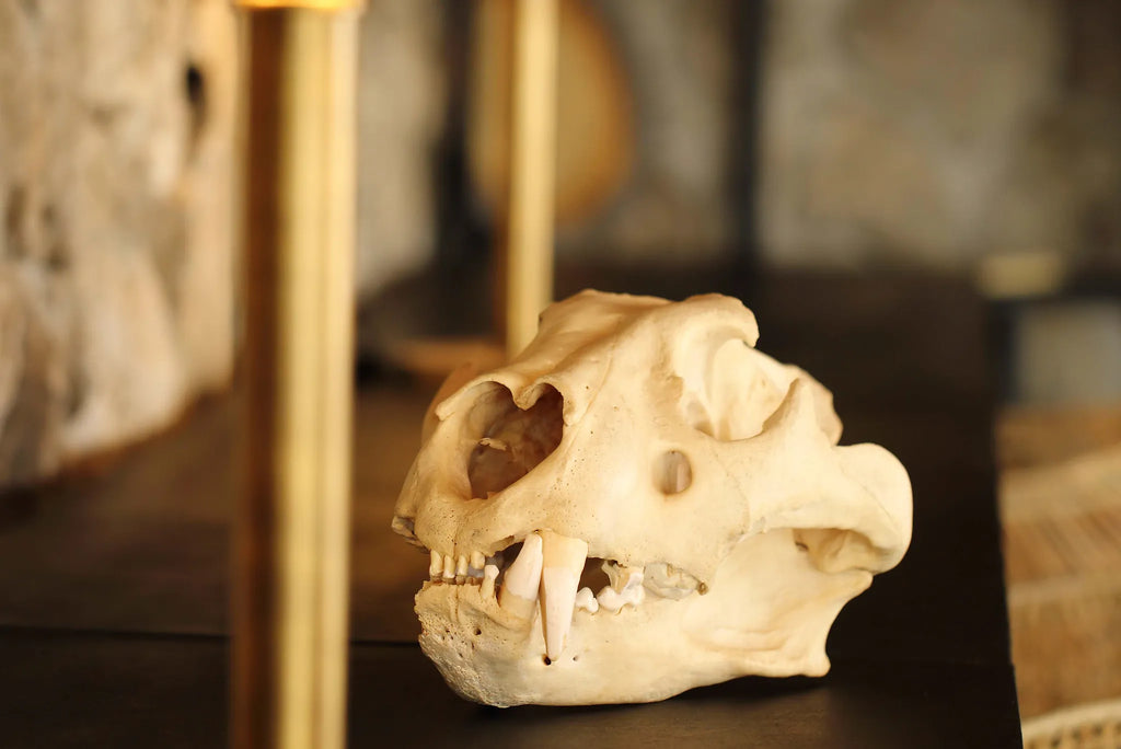 Namiri Plains - The Den Skull at Namiri Plains Camp, Eastern Serengeti, Tanzania.