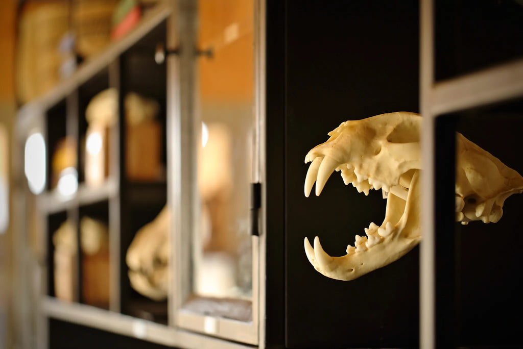 Namiri Plains - The Den Skull at Namiri Plains Camp, Eastern Serengeti, Tanzania.