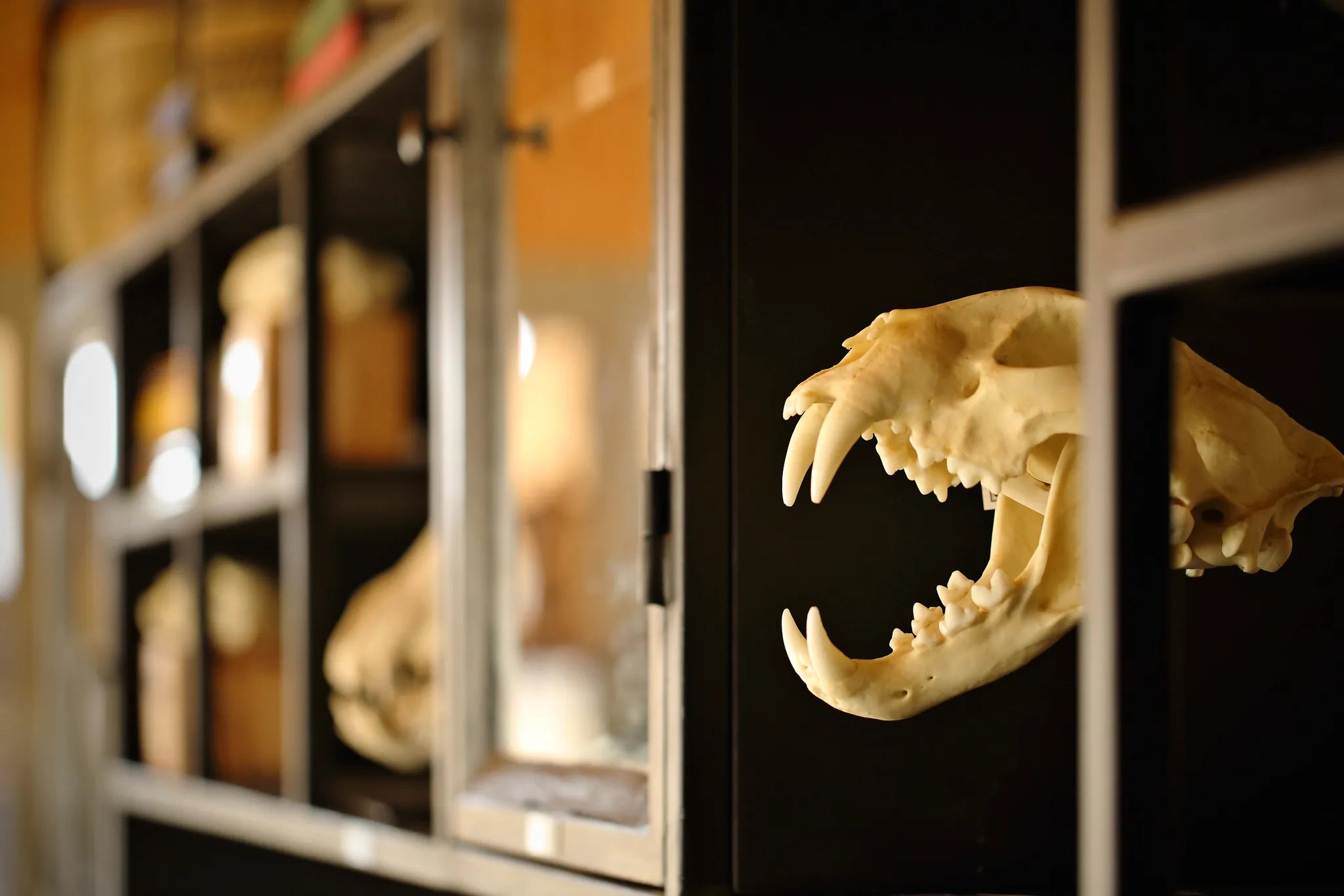 Namiri Plains - The Den Skull at Namiri Plains Camp, Eastern Serengeti, Tanzania.