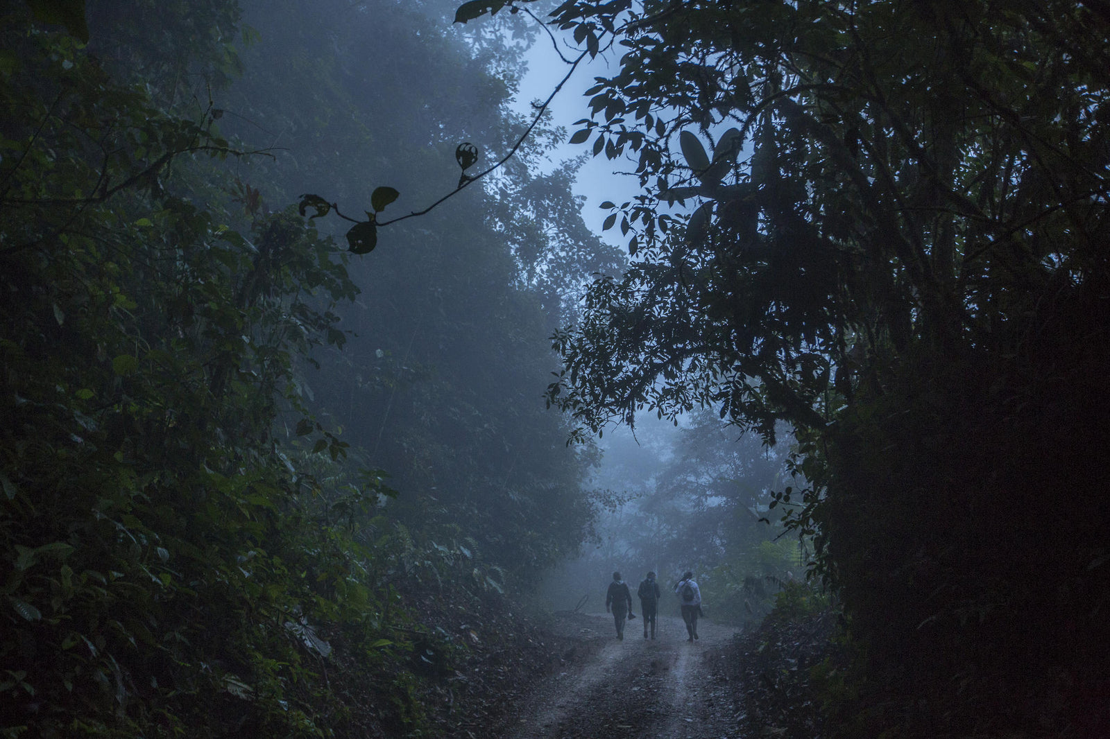 Mashpi Lodge Night Walk I