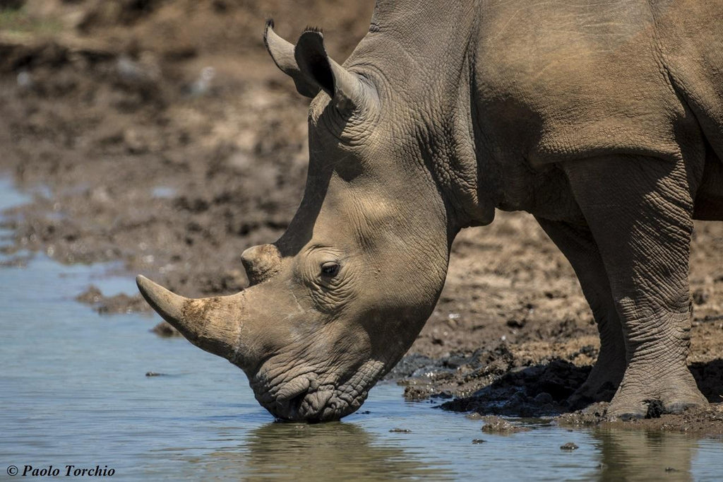 Experiences Whilst Staying at Nairobi Tented Camp gallery image 19