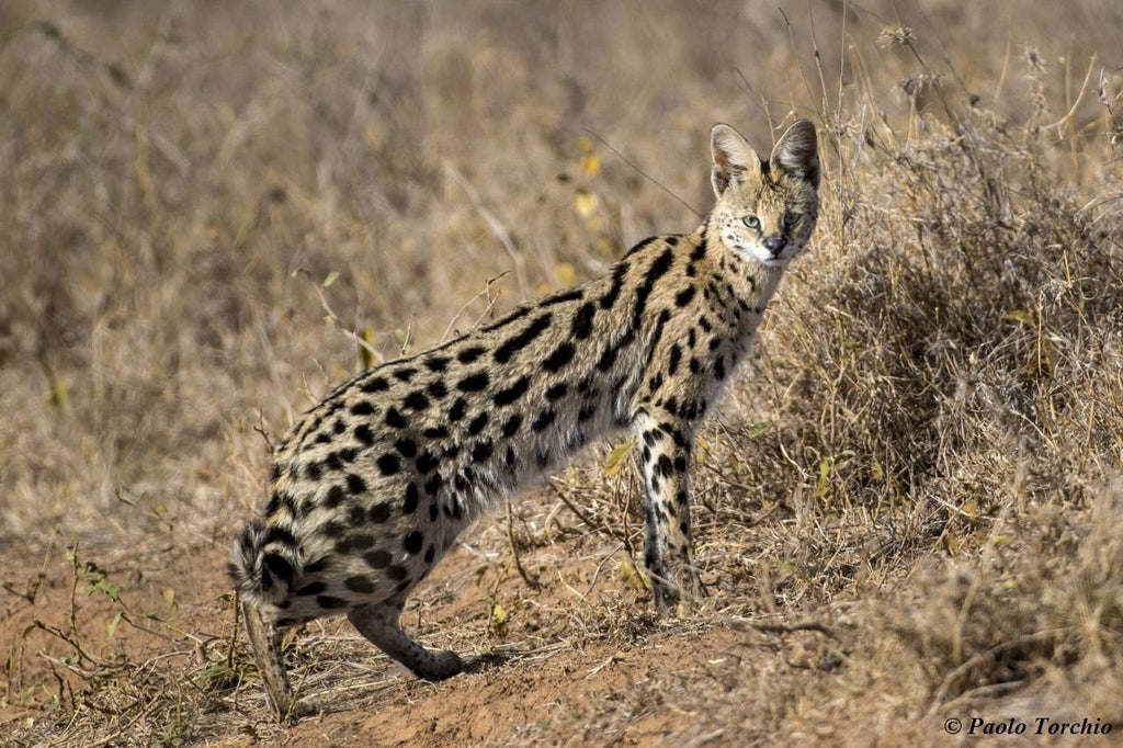 Experiences Whilst Staying at Nairobi Tented Camp gallery image 24