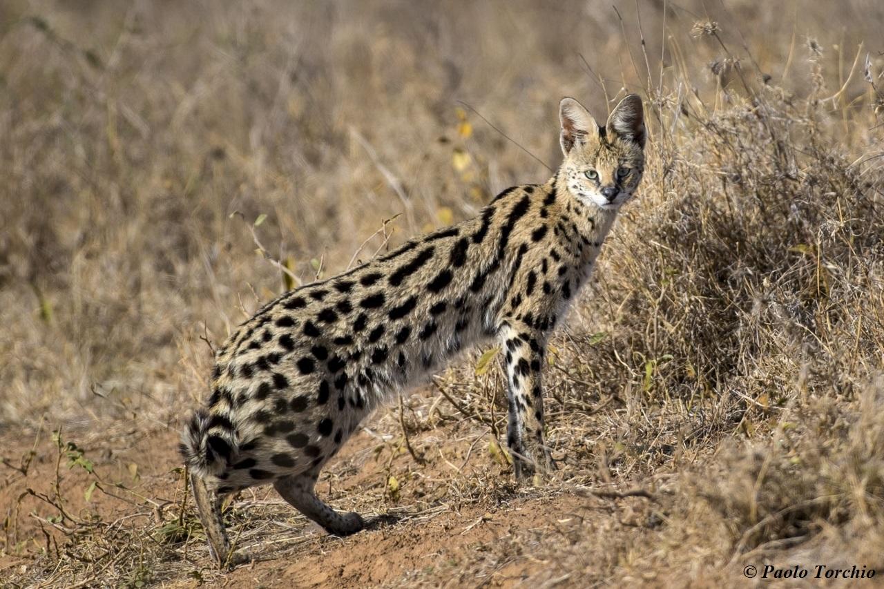 Experiences Whilst Staying at Nairobi Tented Camp gallery image 24